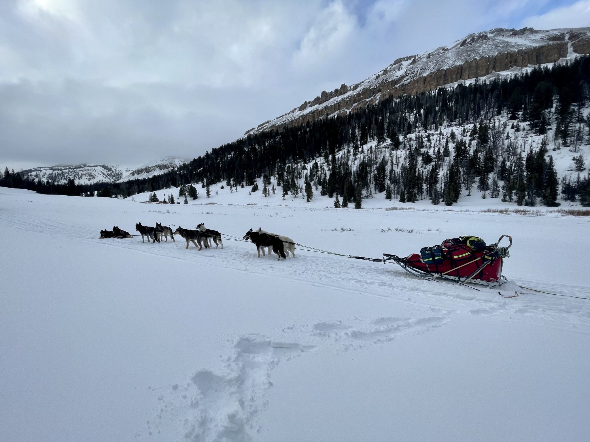 Sage Mountain Sled Dogs