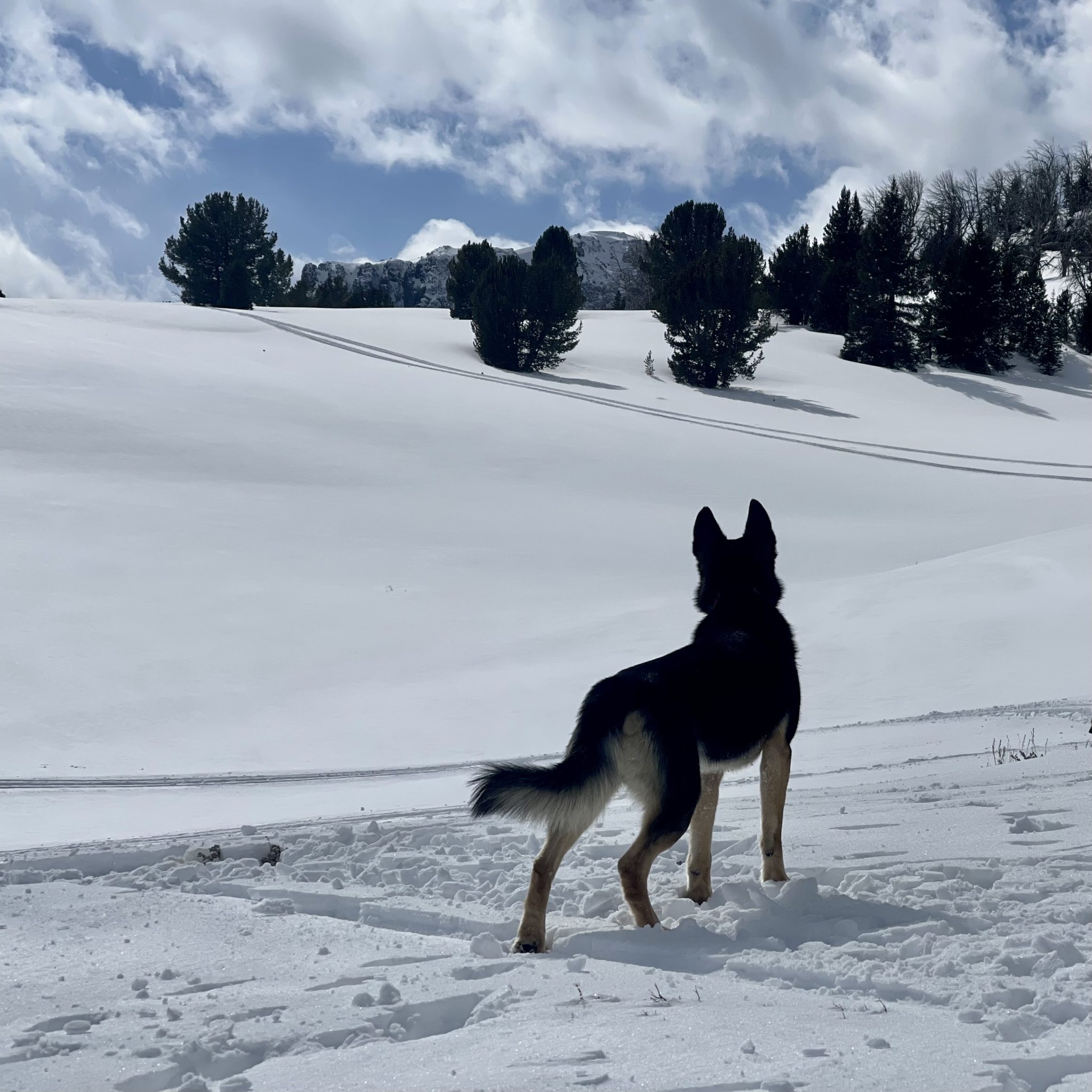 Sage Mountain Sled Dogs