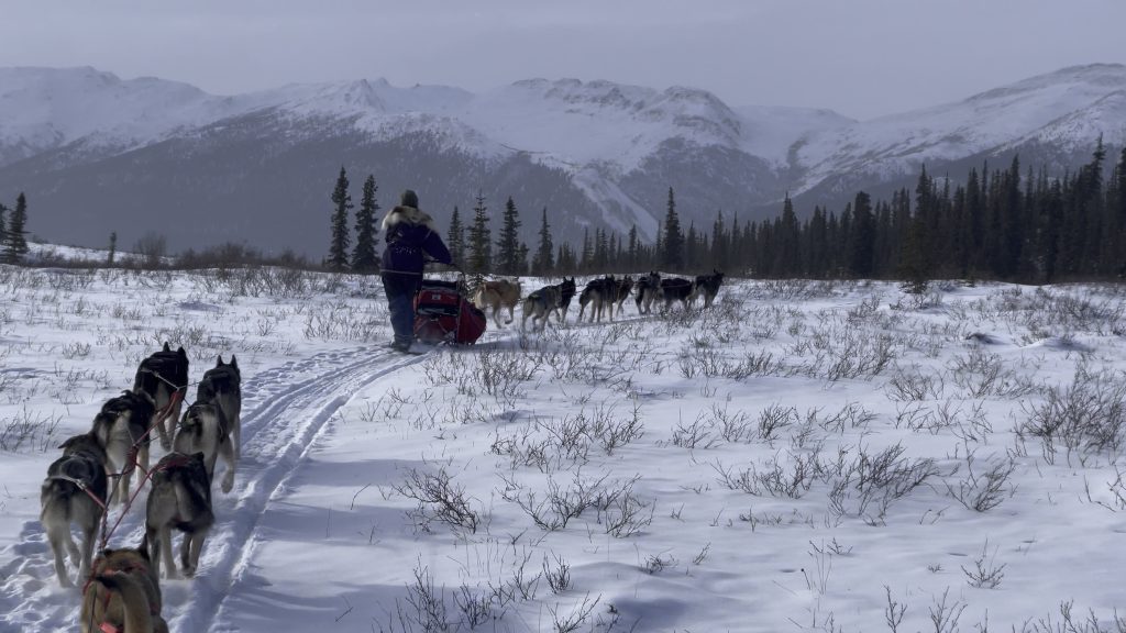 Jenny and Mike's teams running west into Denali National Park